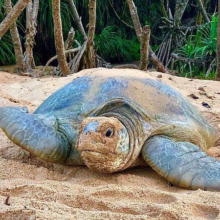 Turtle Paradise Tangalle Bagian luar foto