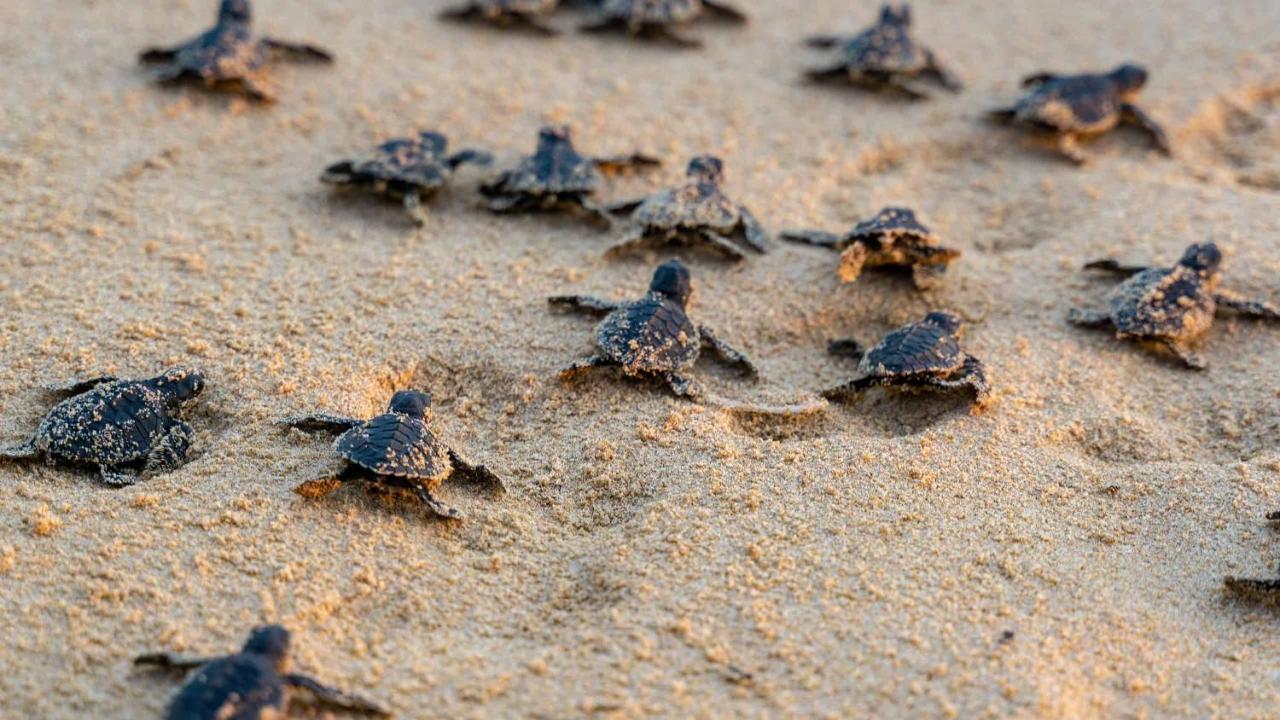 Turtle Paradise Tangalle Bagian luar foto