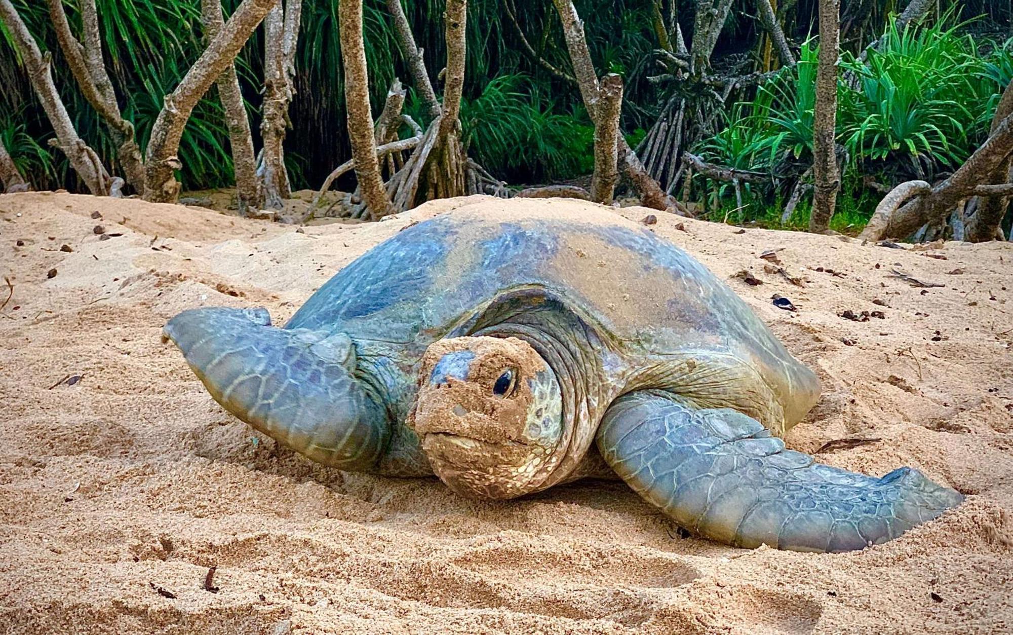 Turtle Paradise Tangalle Bagian luar foto