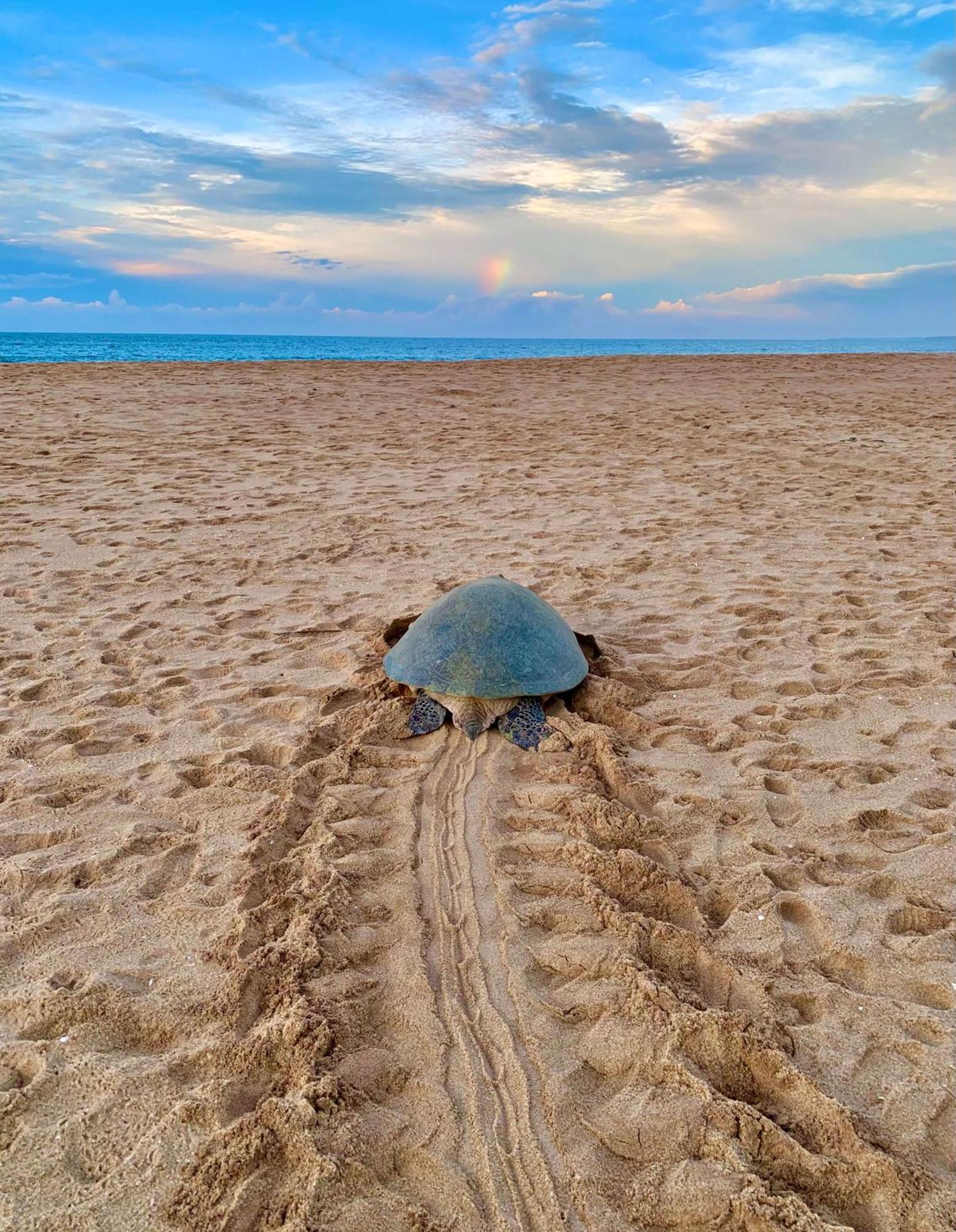 Turtle Paradise Tangalle Bagian luar foto